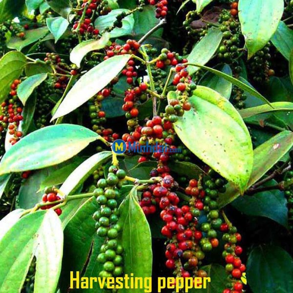 Black pepper (FAQ standard)