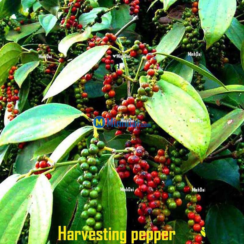 Black pepper (FAQ standard)
