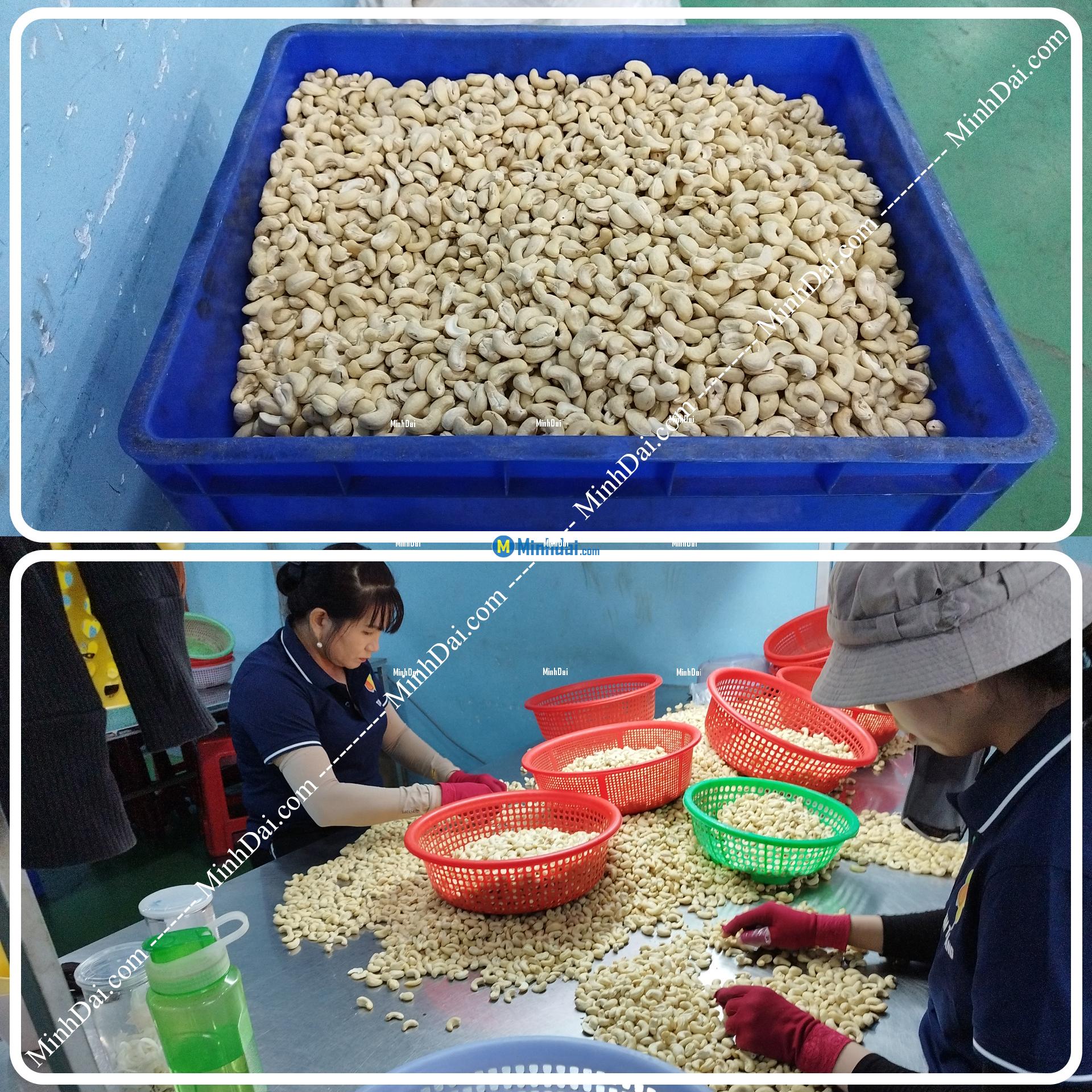 W180 White Whole Cashews - Buy wholesale cashew nuts from Vietnam