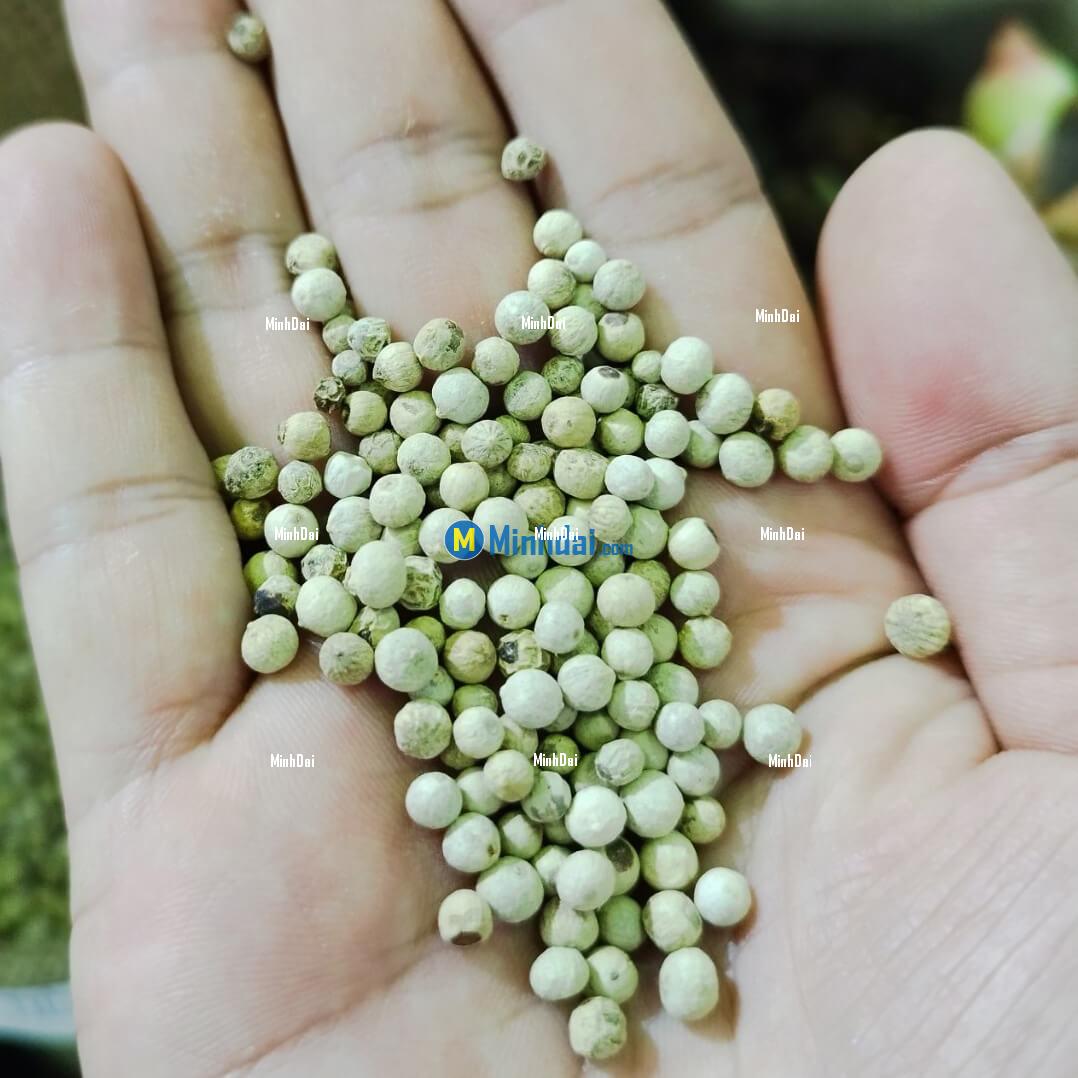 Black pepper (FAQ standard)