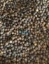 Black pepper (FAQ standard)