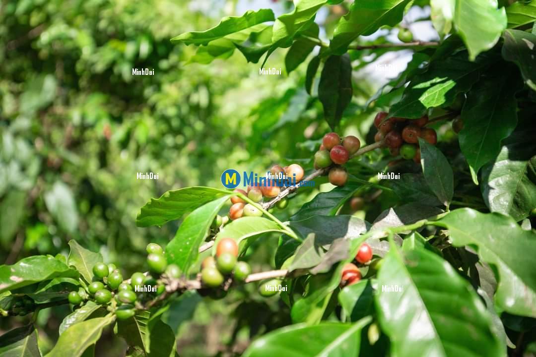 Coffee: Sorting and identifying quality