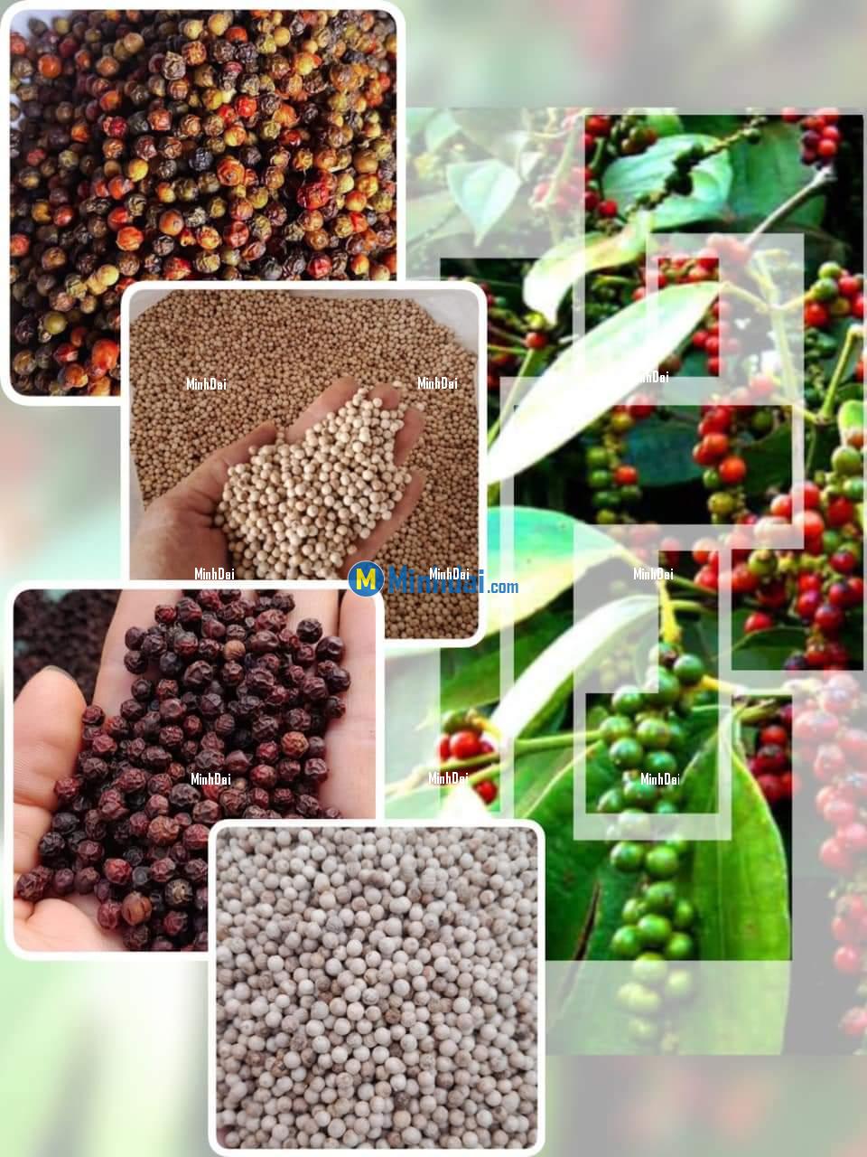 Unveiling Vietnam's Finest Agricultural Products for Export - Pepper, Cashews, Coffee, and More