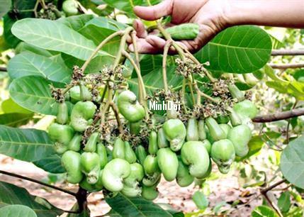 LBW240 Light Blemished Wholes Cashew from Vietnam LBW240 Light Blemished Wholes Cashew from Vietnam