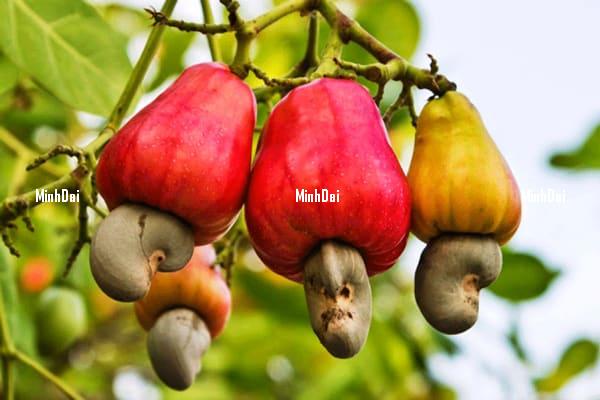 How to find good quality cashew nut suppliers in Vietnam?