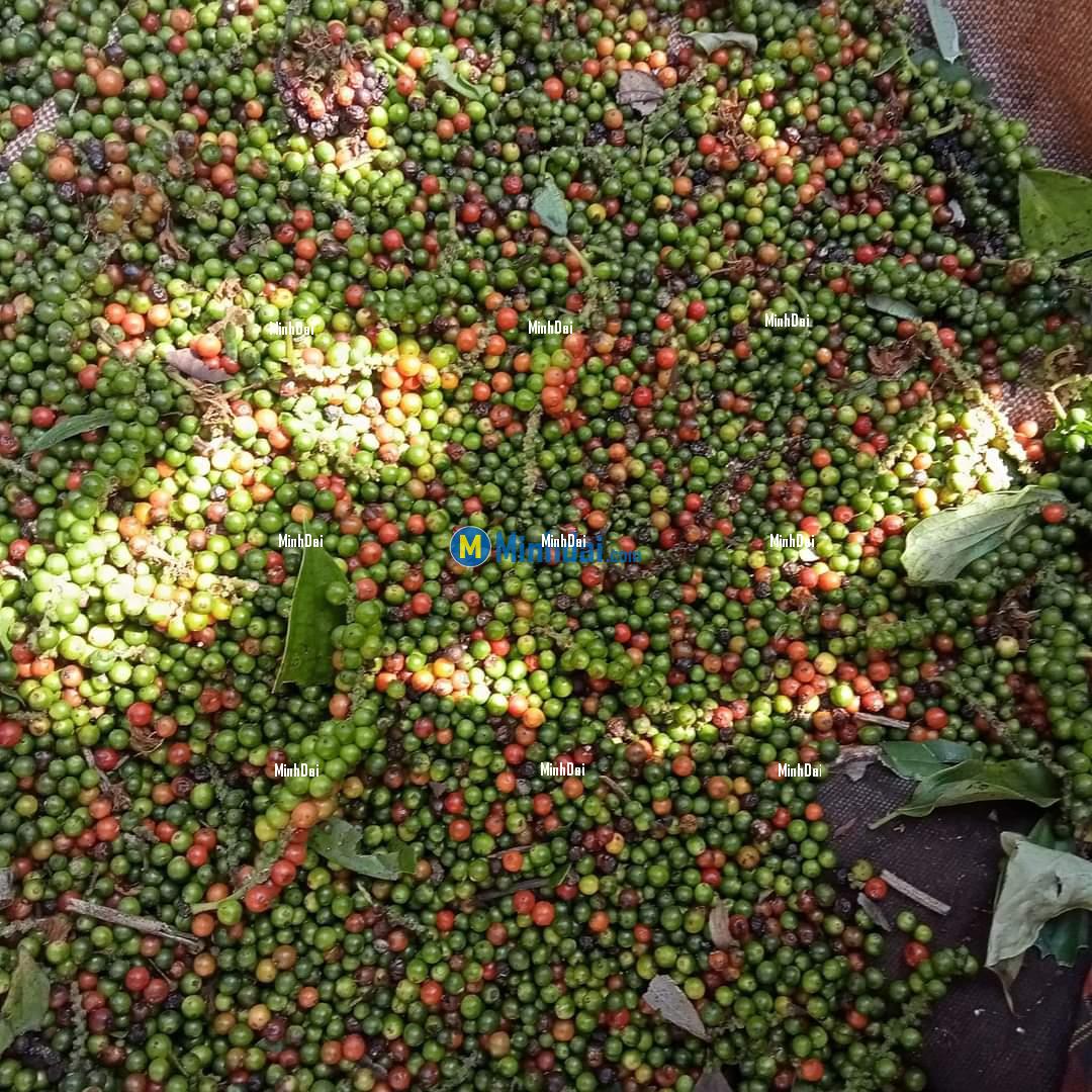 Black pepper (FAQ standard)