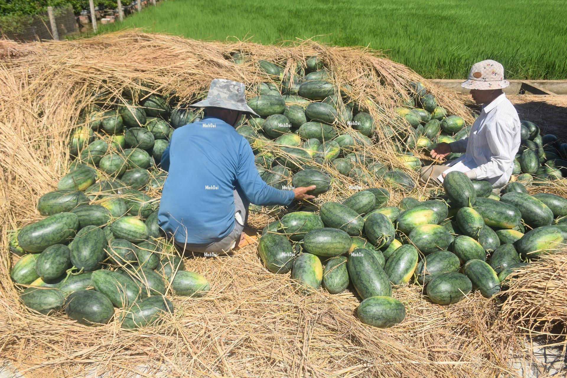 Watermelon contends with a poor harvest and a price knockdown