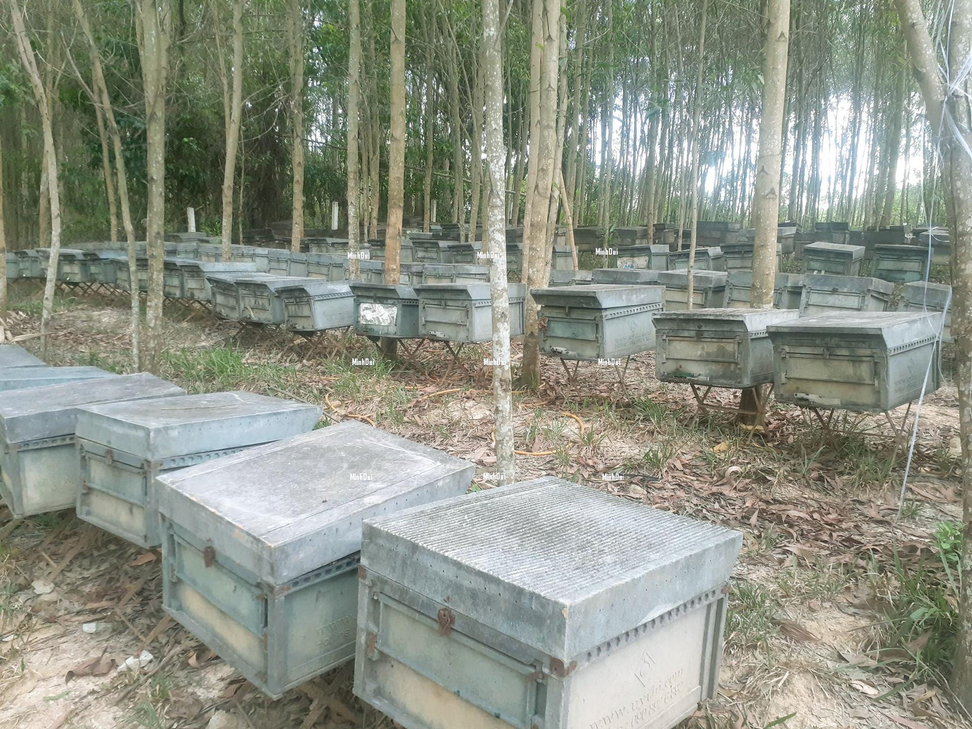 Farmers reduced to destituteness as honey prices being even lower than water