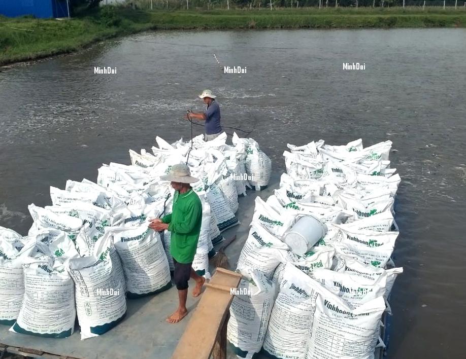 Pangasius facing high inventories and prices