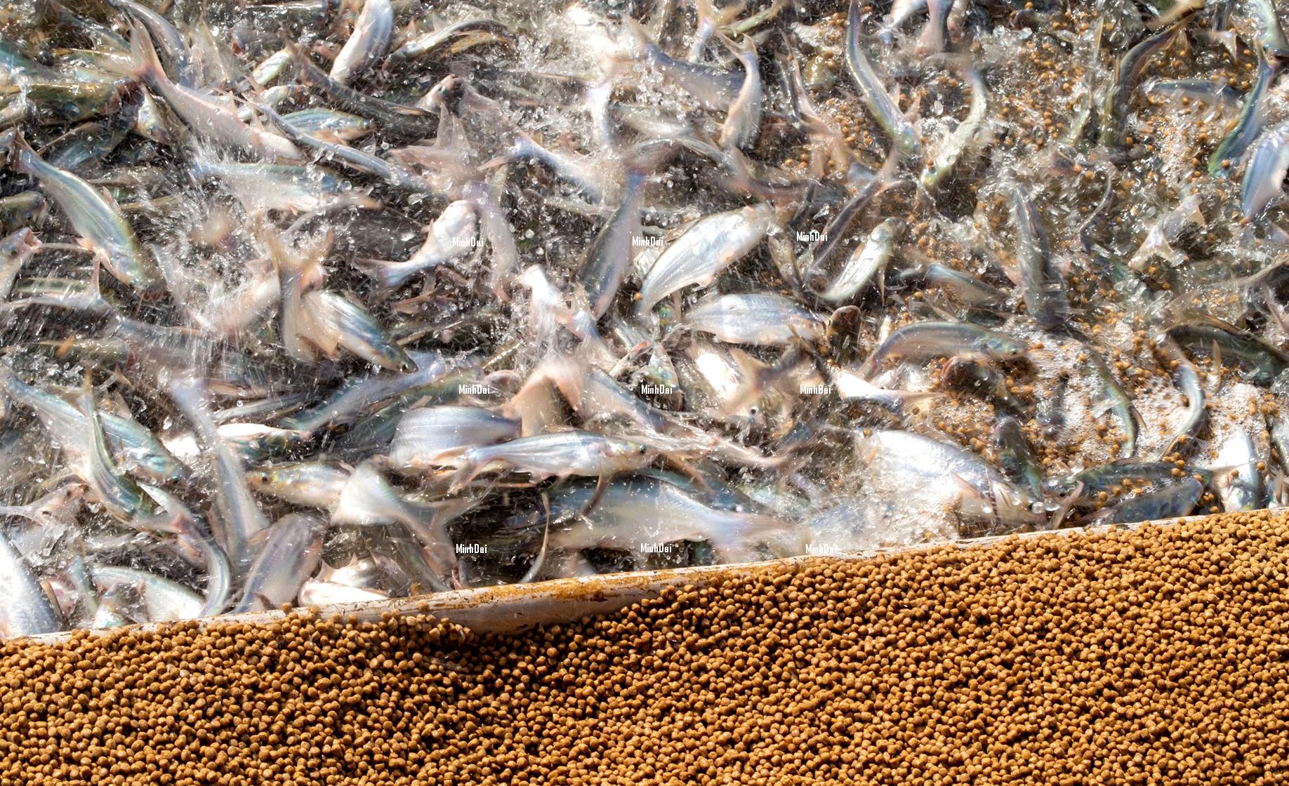 Pangasius facing high inventories and prices