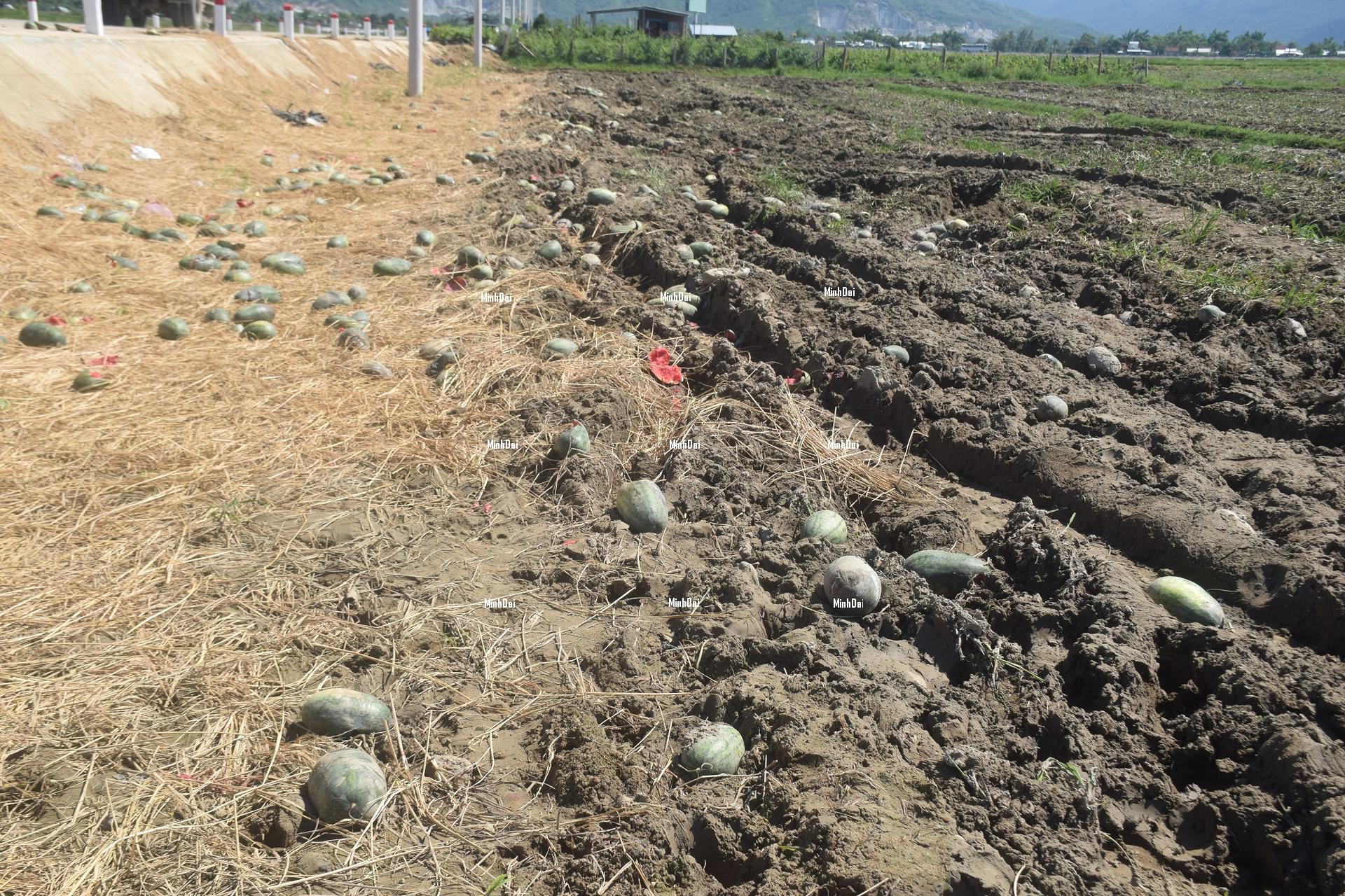 Watermelon contends with a poor harvest and a price knockdown