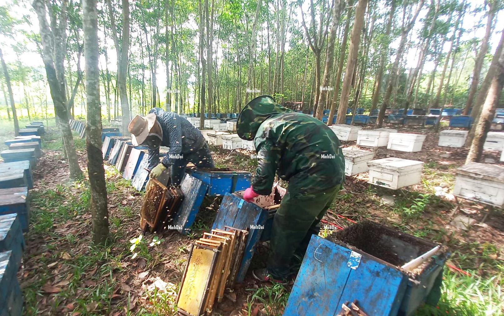 Farmers reduced to destituteness as honey prices being even lower than water Farmers reduced to destituteness as honey prices being even lower than water