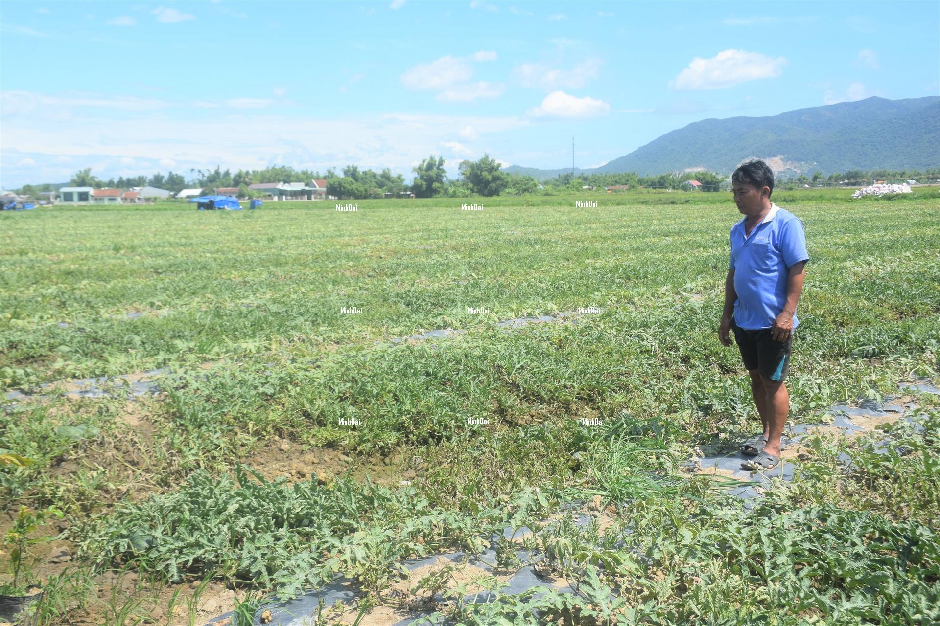 Watermelon contends with a poor harvest and a price knockdown