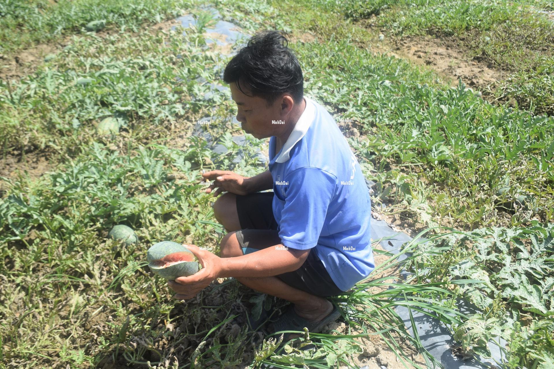 Watermelon contends with a poor harvest and a price knockdown