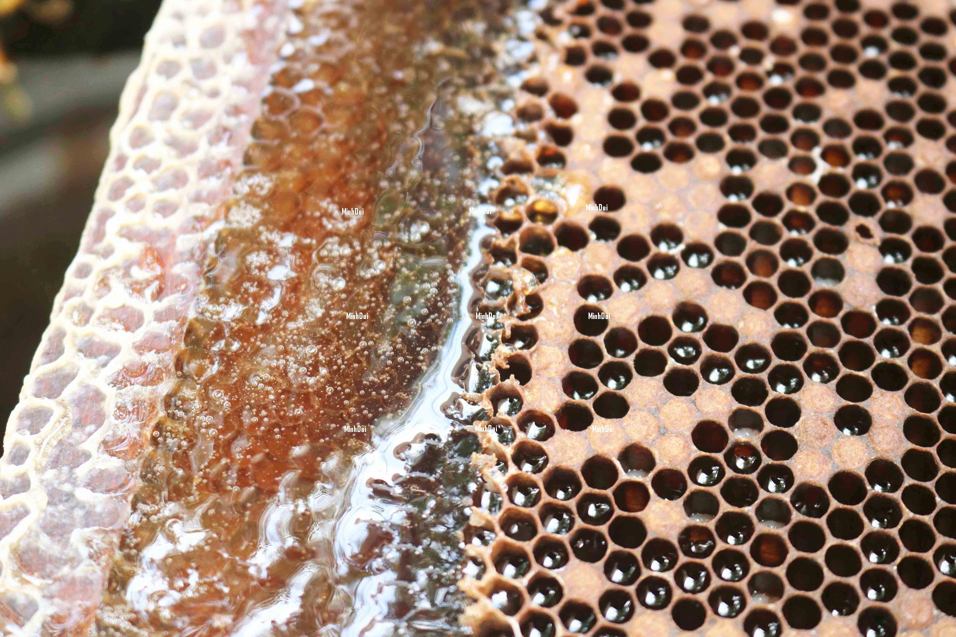 Farmers reduced to destituteness as honey prices being even lower than water Farmers reduced to destituteness as honey prices being even lower than water
