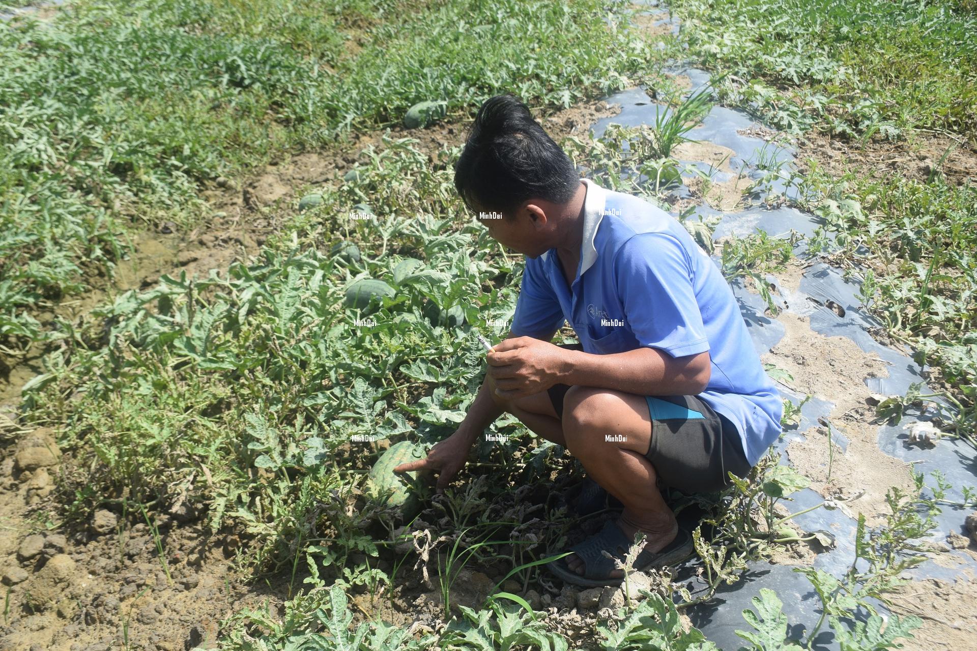 Watermelon contends with a poor harvest and a price knockdown