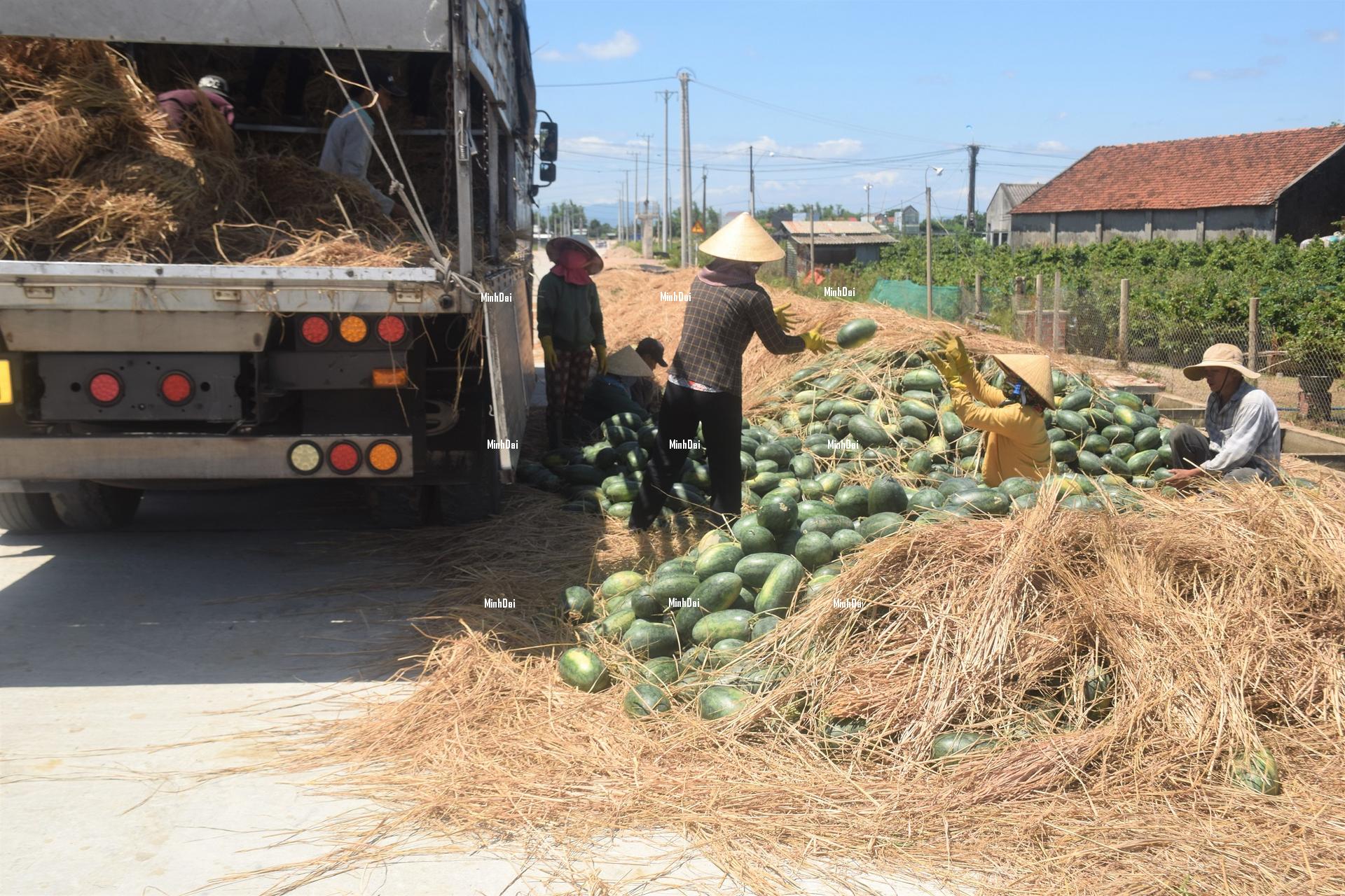 Watermelon contends with a poor harvest and a price knockdown