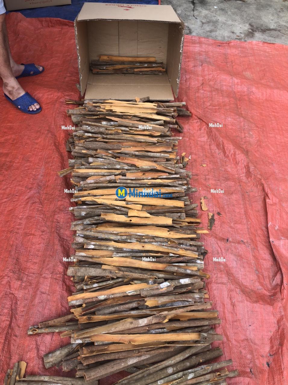Good quality cinnamon from Vietnam Good quality cinnamon from Vietnam