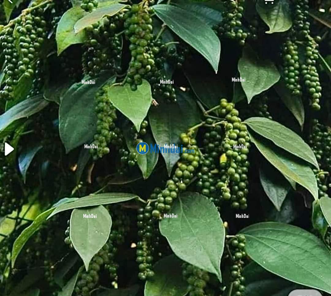 Vietnam pepper production in 2023