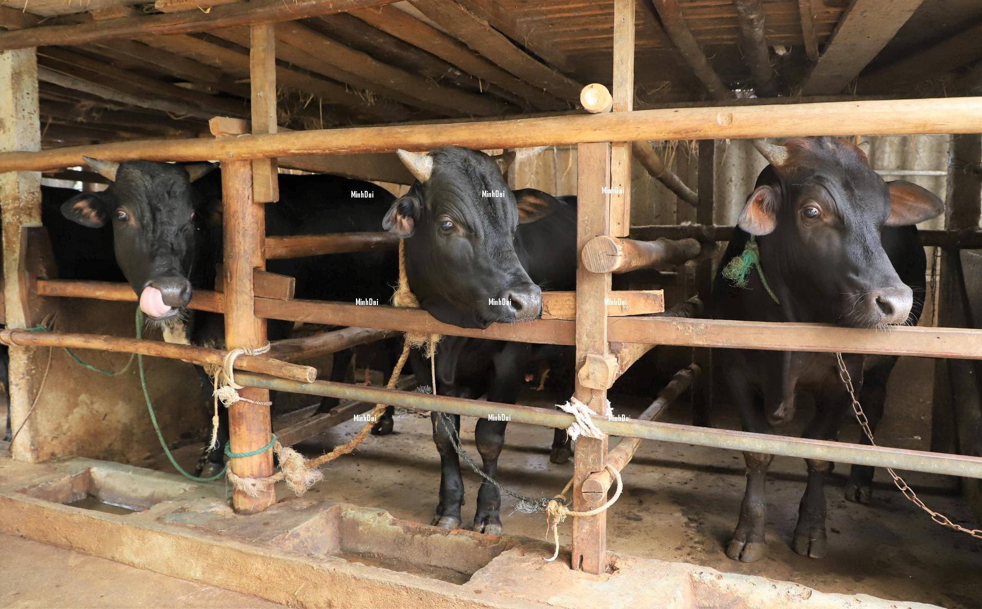 Massive cattle imports are causing the price of live cattle in Ha Tinh to plummet