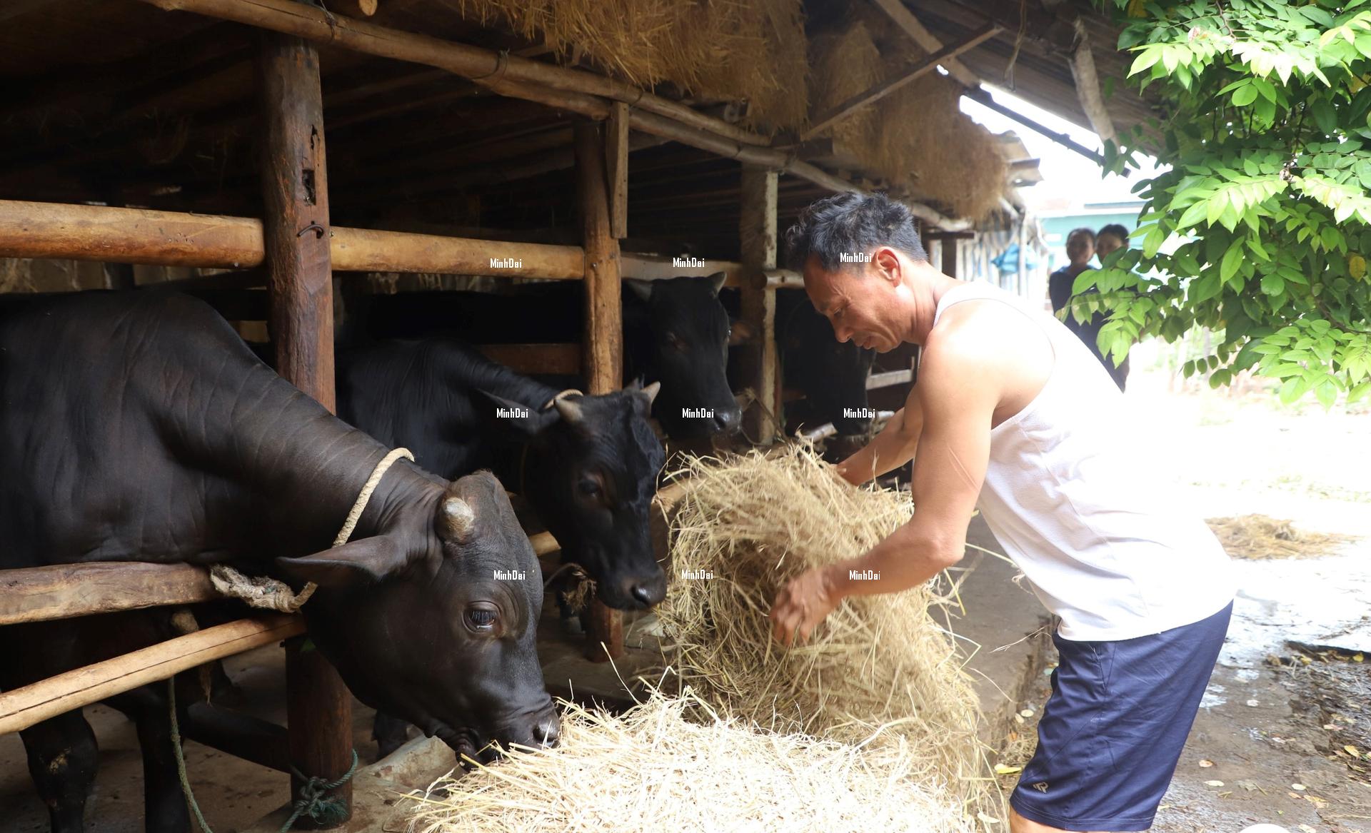 Massive cattle imports are causing the price of live cattle in Ha Tinh to plummet Massive cattle imports are causing the price of live cattle in Ha Tinh to plummet