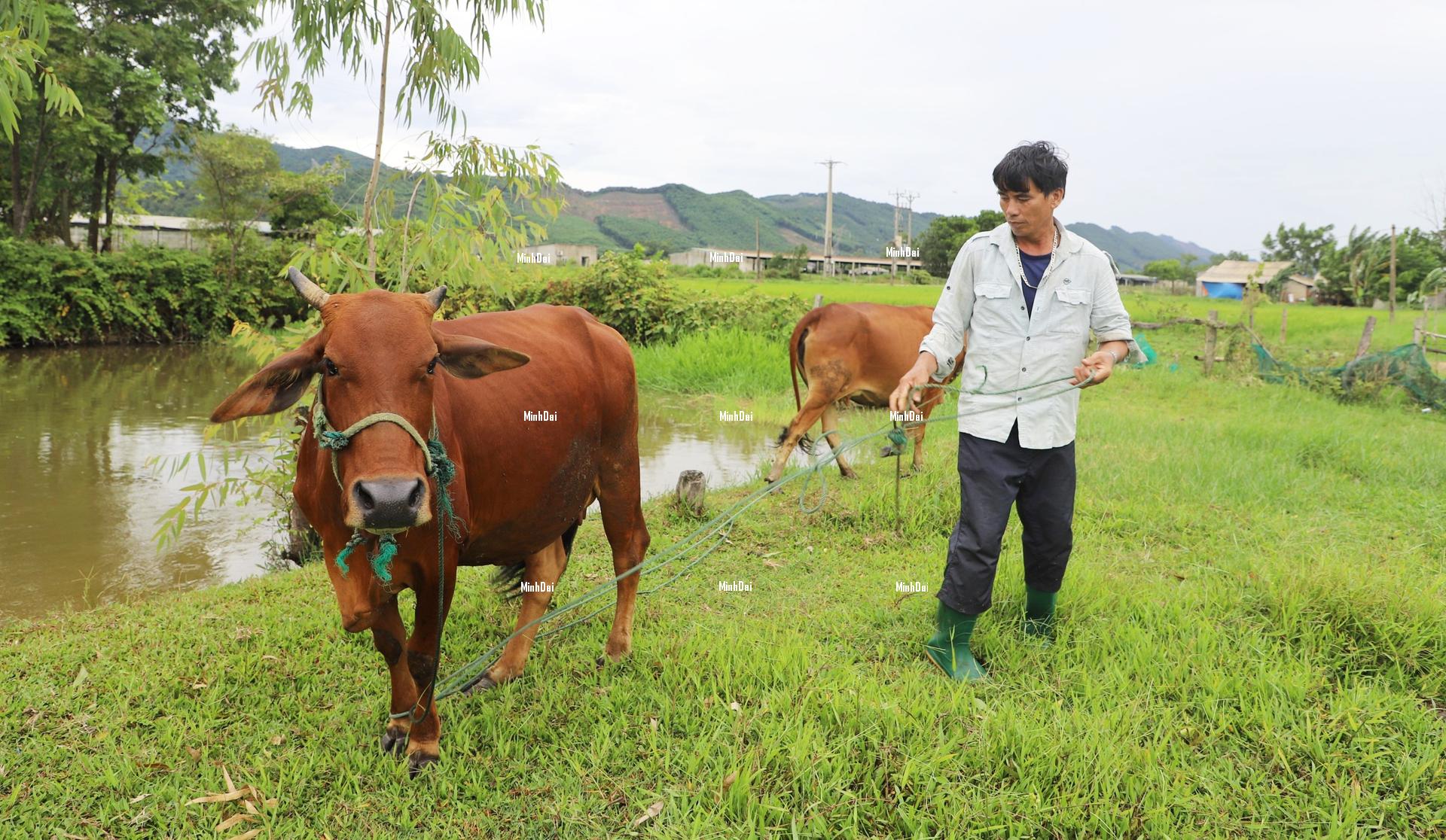 Massive cattle imports are causing the price of live cattle in Ha Tinh to plummet Massive cattle imports are causing the price of live cattle in Ha Tinh to plummet