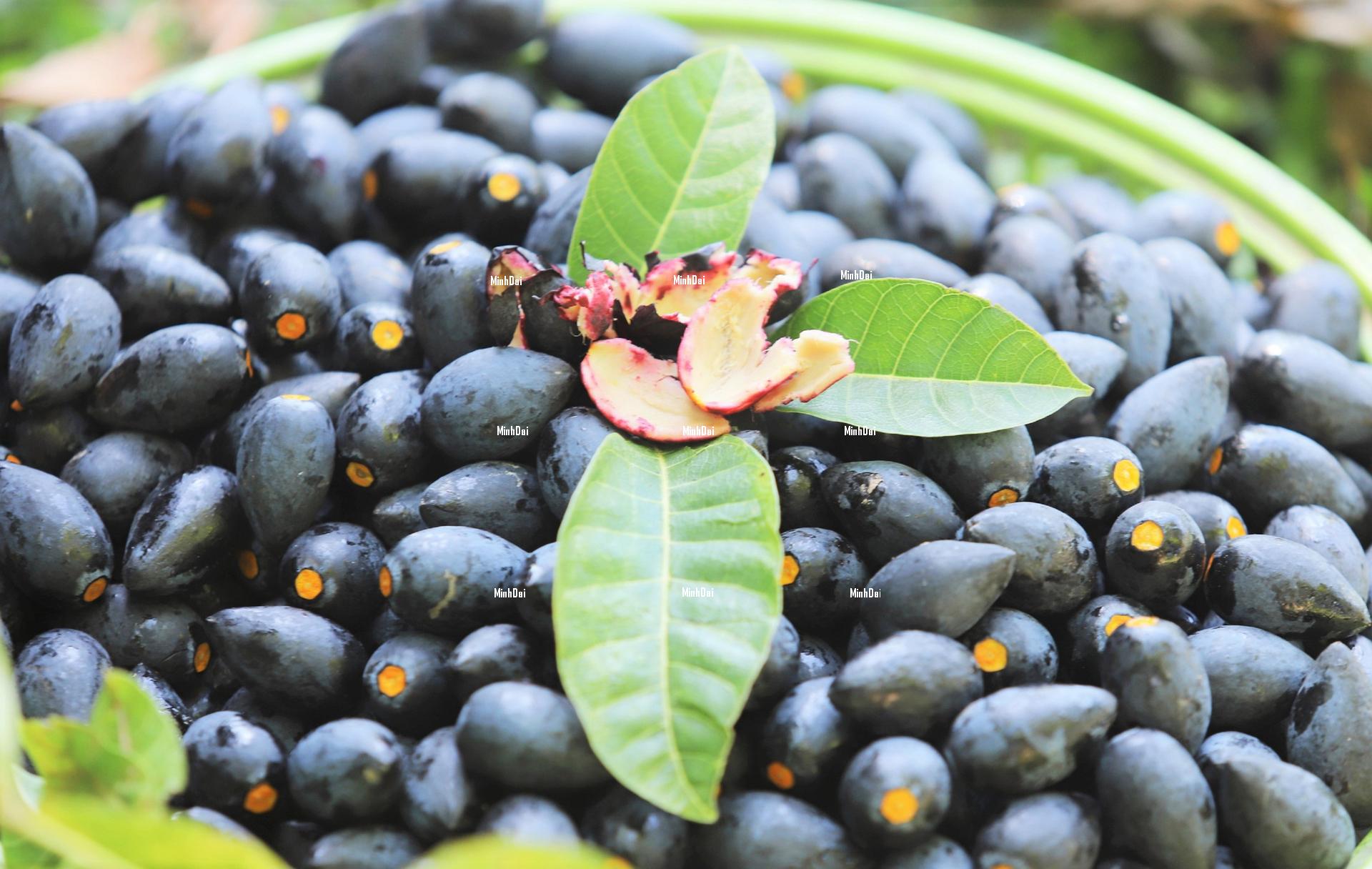 Harvesting black olives, farmers can earn 30 million VND per tree Harvesting black olives, farmers can earn 30 million VND per tree