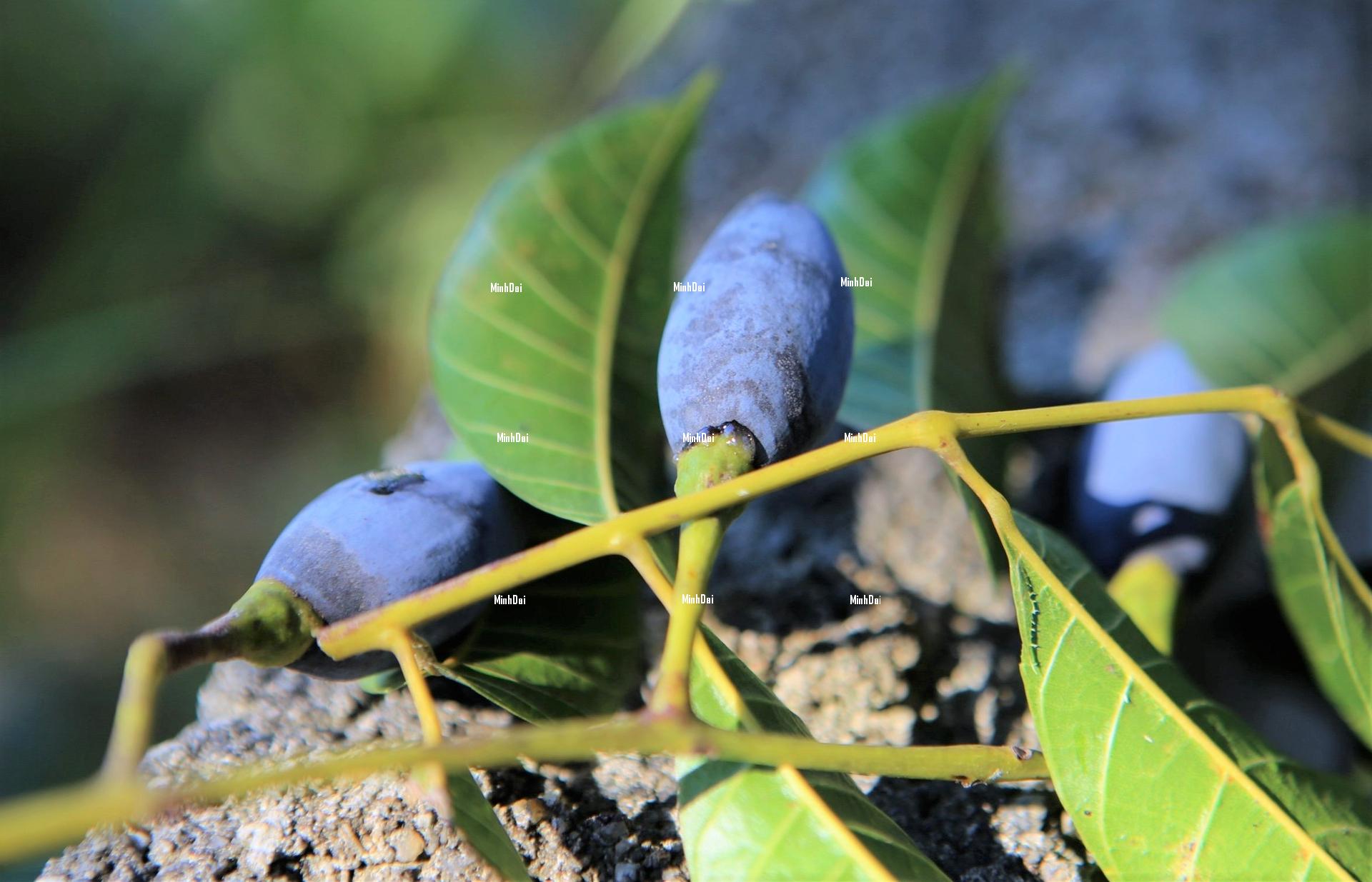 Harvesting black olives, farmers can earn 30 million VND per tree Harvesting black olives, farmers can earn 30 million VND per tree