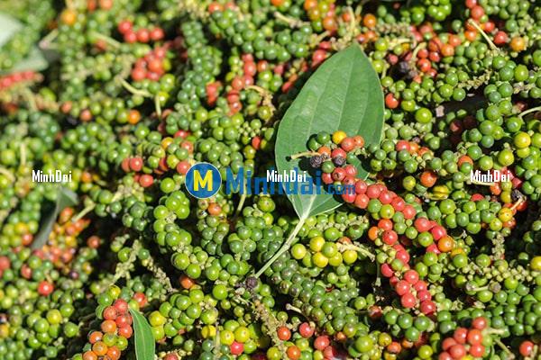 Pepper - Spice in cuisine and medicine in medicine