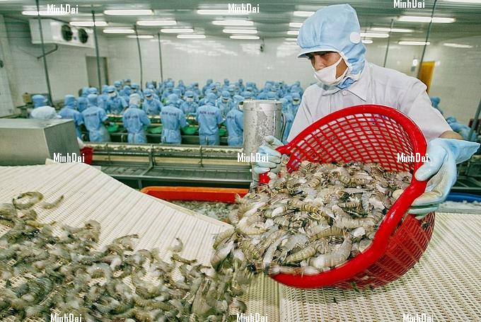 Shrimp prices continue to decline