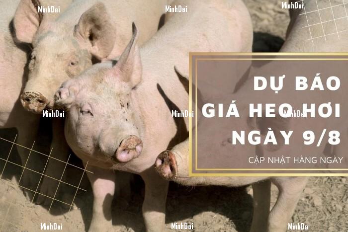 Dự báo giá heo hơi ngày 9/8: Tiếp tục khởi sắc? Dự báo giá heo hơi ngày 9/8: Tiếp tục khởi sắc?
