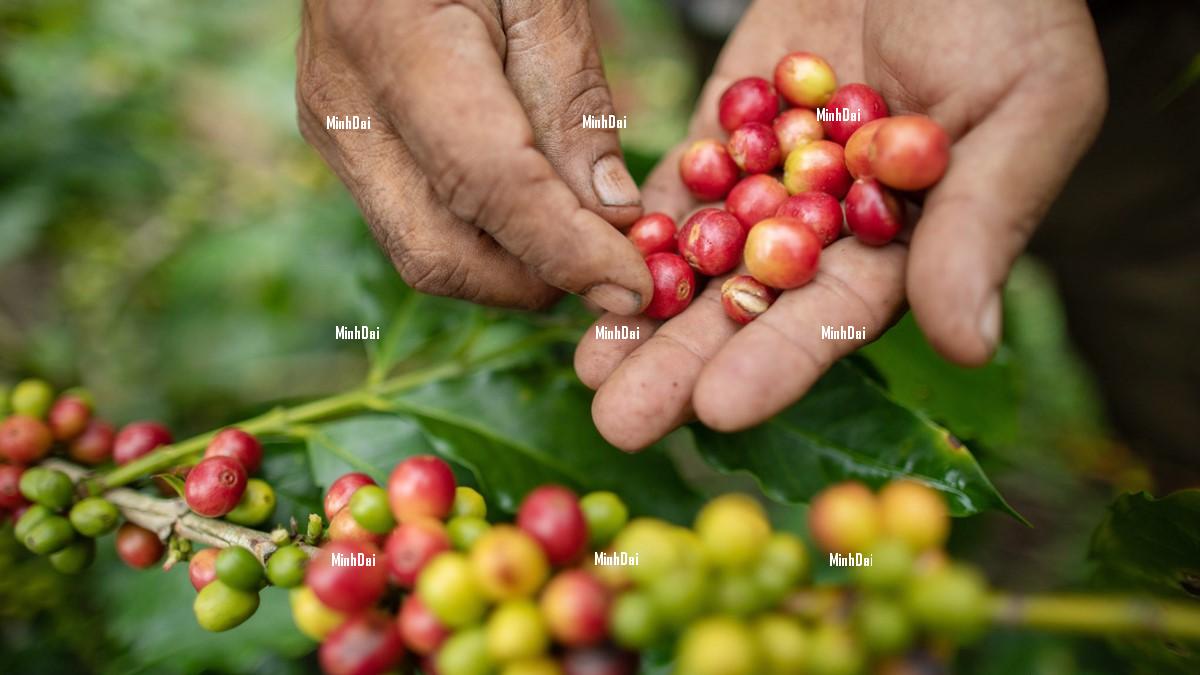 Coffee price on 08/6/2023: Increasing by VND 700/kg this week