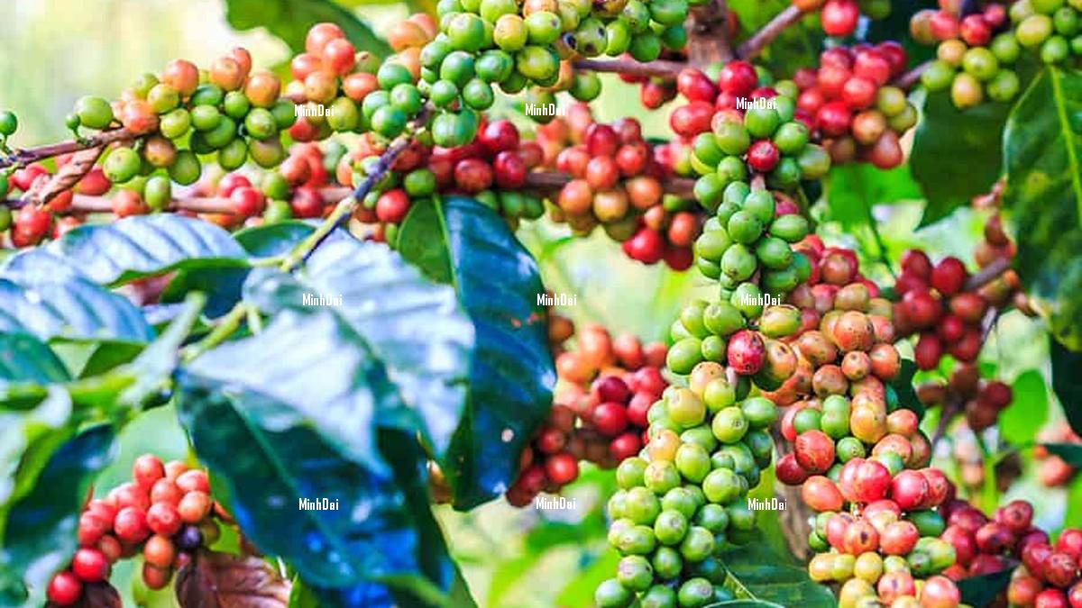 Coffee price on 08/4/2023: Turning to decrease slightly