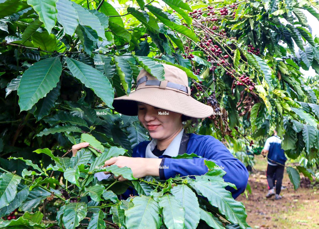 Export coffee prices hit a record high as supply has dwindled