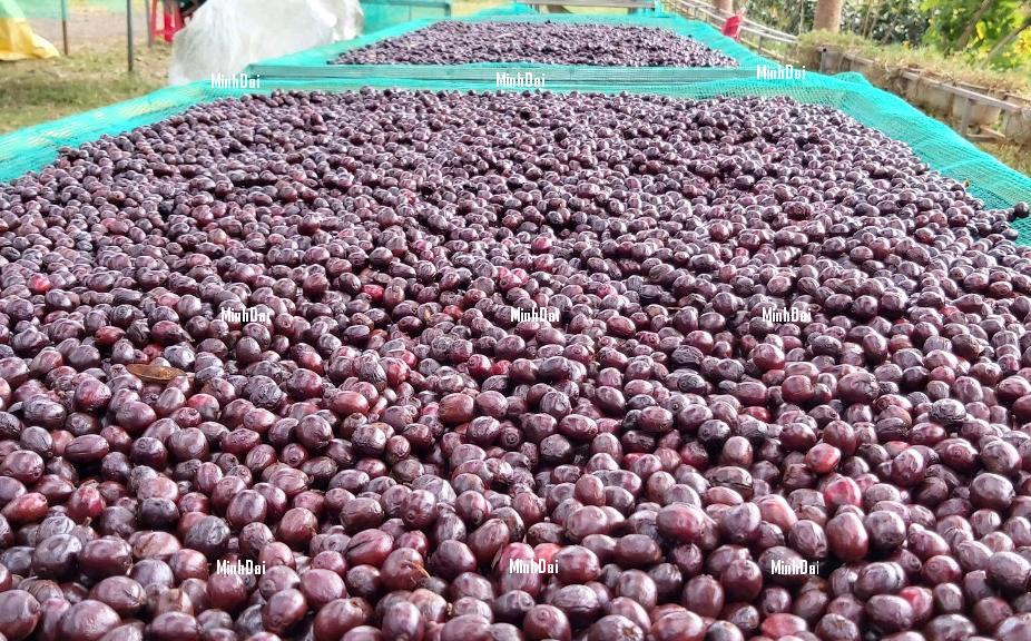 Export coffee prices hit a record high as supply has dwindled