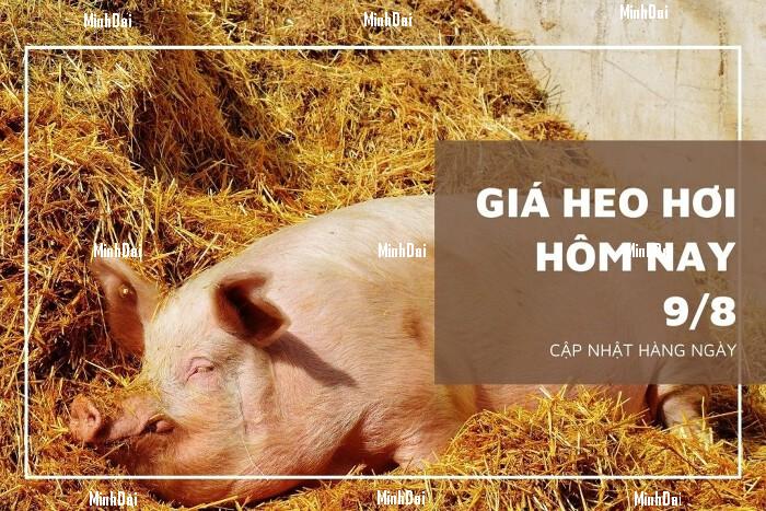 Giá heo hơi hôm nay 9/8: Biến động trái chiều, mức tăng cao nhất 2.000 đồng/kg Giá heo hơi hôm nay 9/8: Biến động trái chiều, mức tăng cao nhất 2.000 đồng/kg