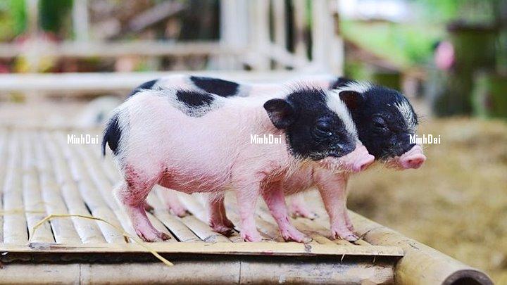 Live pork price on 07/31/2023: Highest at VND 62,000/kg