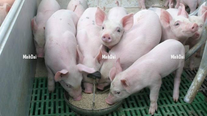 Live pork price on 08/2/2023: Discount by VND 1,000 - 2,000/kg