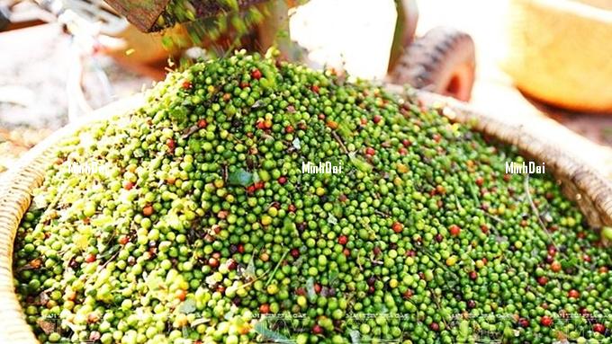 Pepper price on 08/12/2023: Imports in July fell sharply