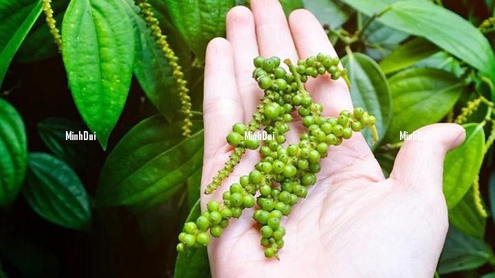 Pepper price on 08/11/2023: The market is moving sideways