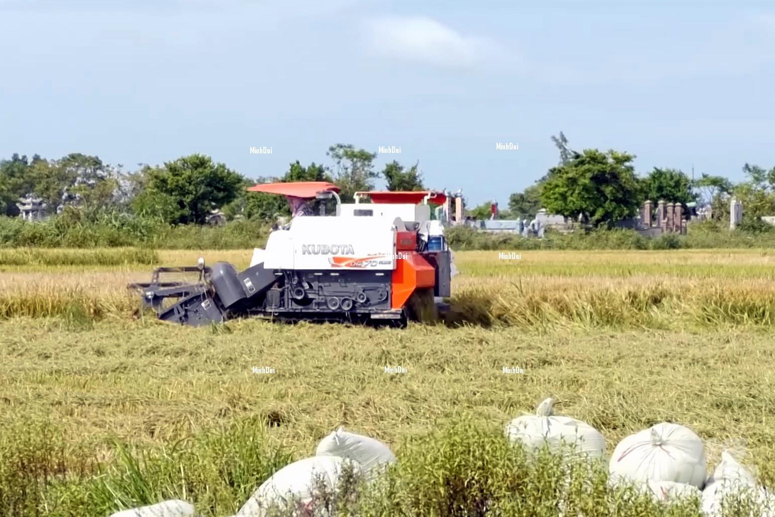 Summer-autumn rice: Costs down 20%, price up 20%, farmers filled with excitement