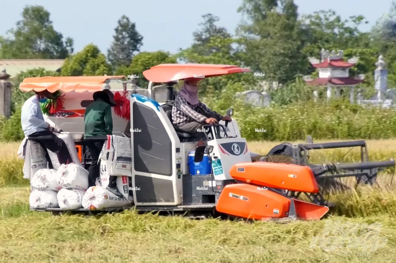 Summer-autumn rice: Costs down 20%, price up 20%, farmers filled with excitement Summer-autumn rice: Costs down 20%, price up 20%, farmers filled with excitement