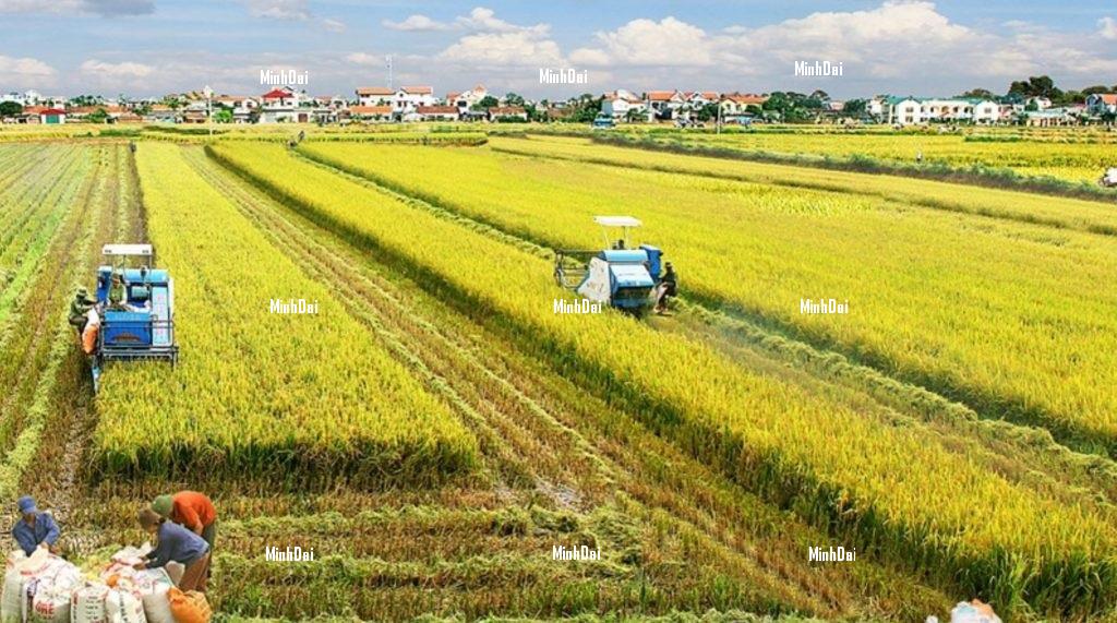 MM Mega Market will not increase the price of rice in August MM Mega Market will not increase the price of rice in August