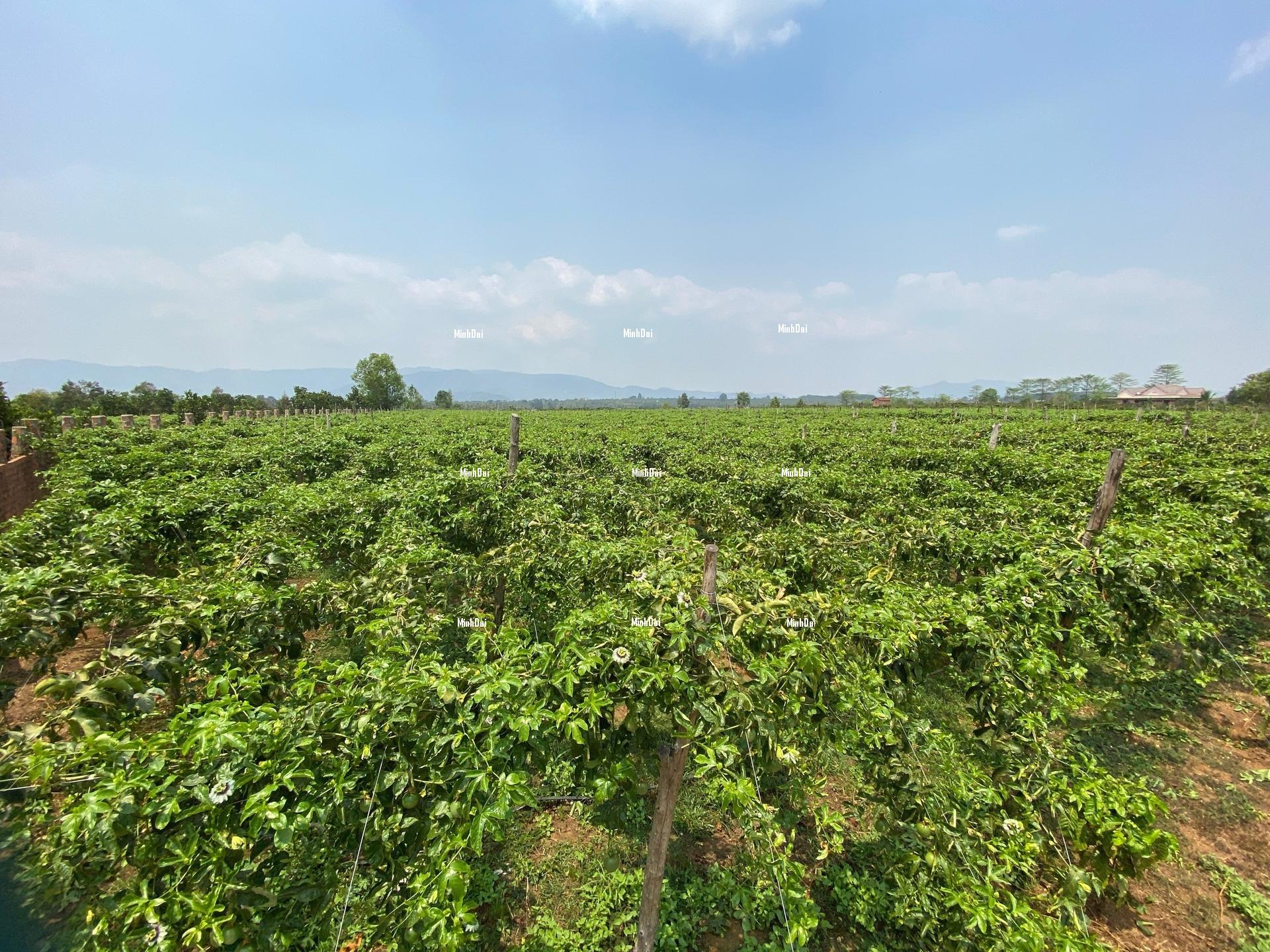 Passion fruit price drops dramatically Passion fruit price drops dramatically