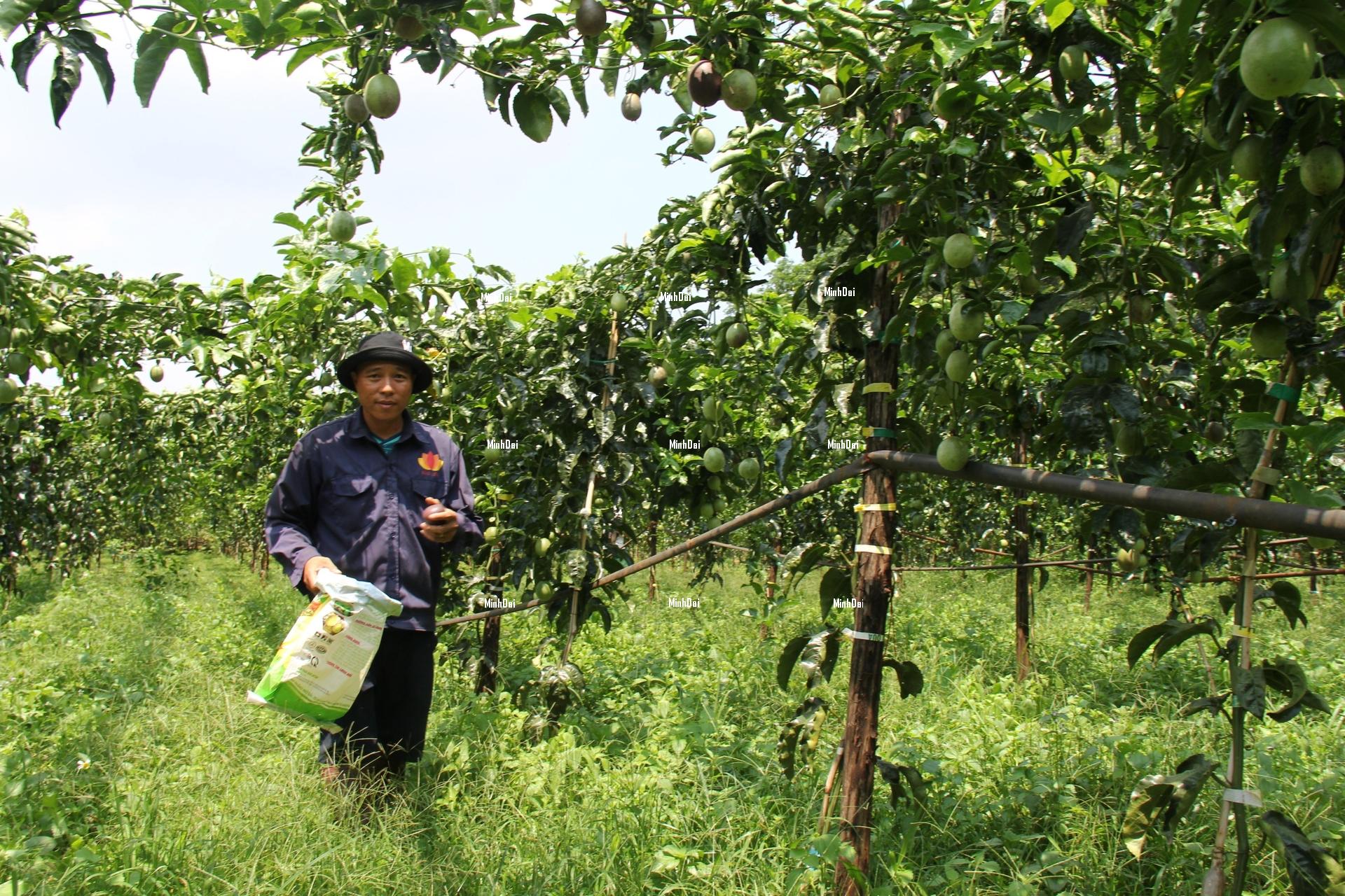 Passion fruit price drops dramatically Passion fruit price drops dramatically