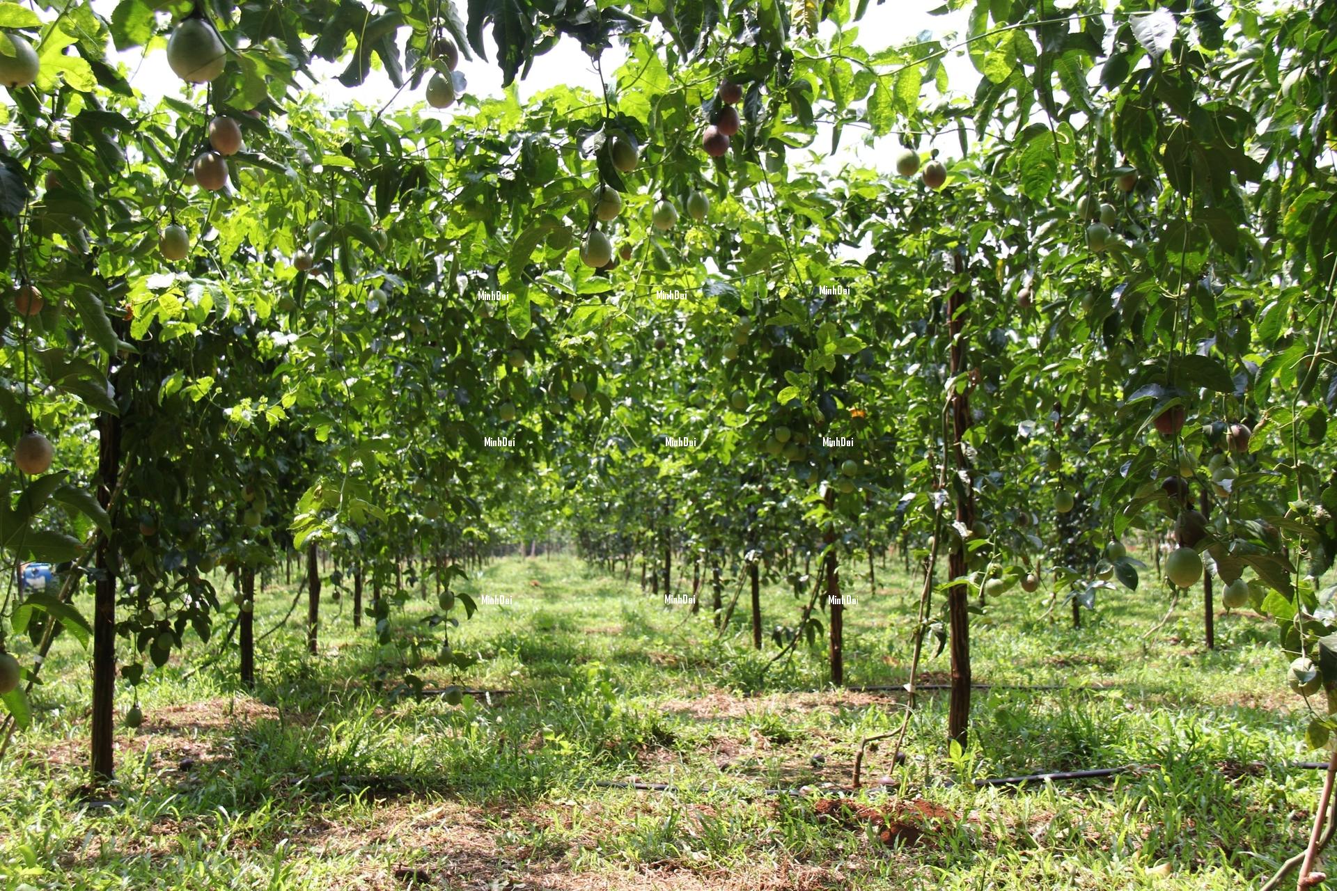 Passion fruit price drops dramatically