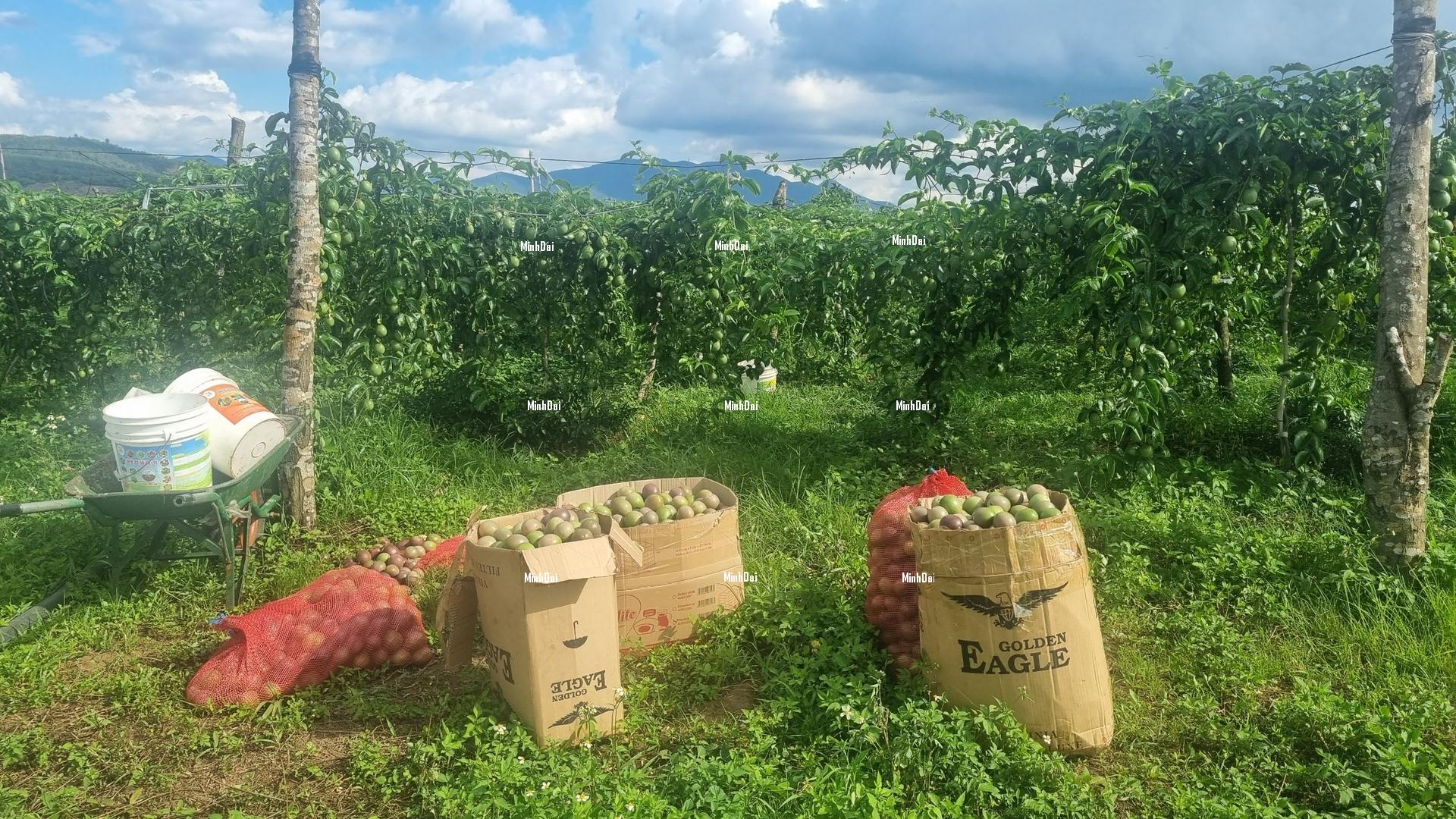 Passion fruit price drops dramatically Passion fruit price drops dramatically