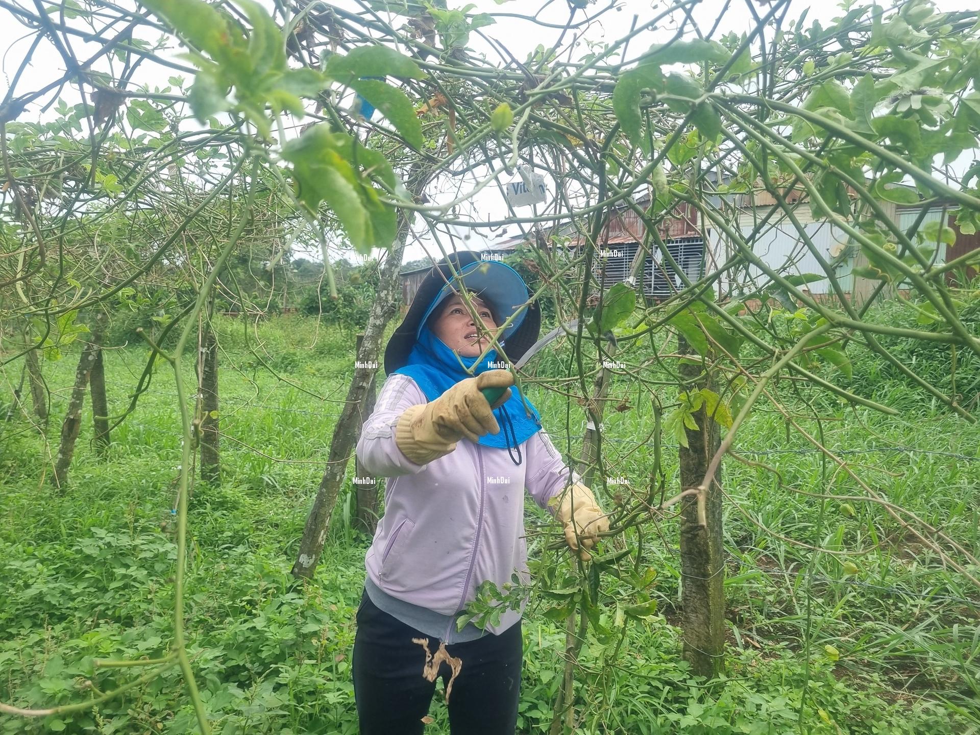 Passion fruit price drops dramatically Passion fruit price drops dramatically