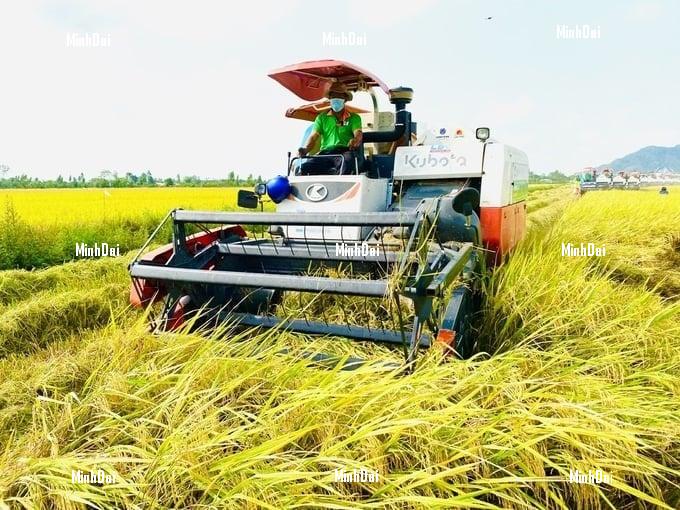 'Opening-field' autumn-winter rice had a good harvest, with profits doubling last year