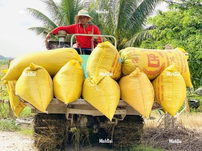 'Opening-field' autumn-winter rice had a good harvest, with profits doubling last year 'Opening-field' autumn-winter rice had a good harvest, with profits doubling last year